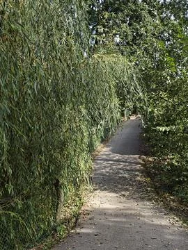 Shady Path under Weeping Willow Foto stock