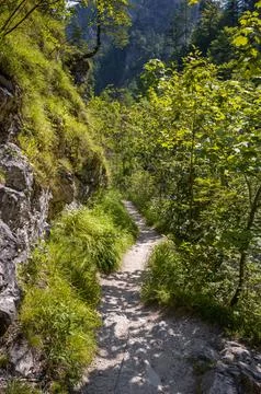 A Shady Path in the Woods Stock Photos