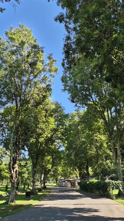 Shady pathway Stock Footage 292974061