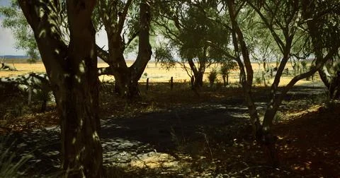 Shady pathway through trees leading to open fields during midday Stock Illustration
