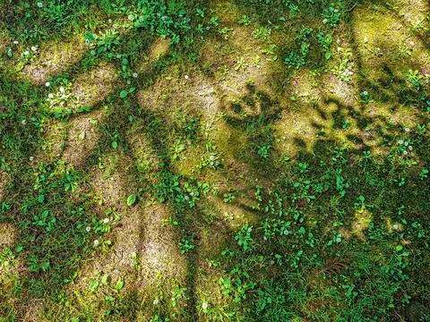 Shady pattern on the ground with grass. Not a seamless texture. Top view. Stock Photos