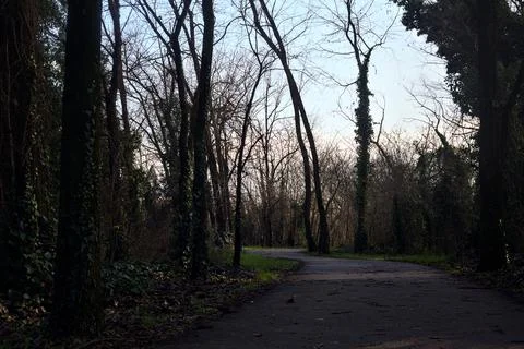 Shady paved path in a grove in winter in the italian countryside Stock Photos