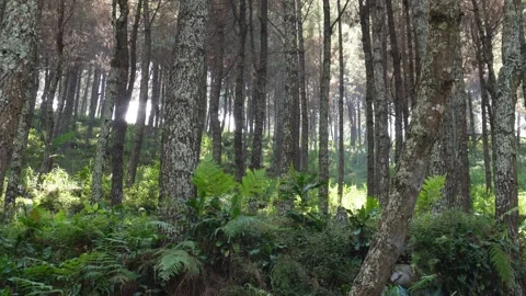 Shady pine forest with moving leaves exposed to the wind Stock Footage 288638347