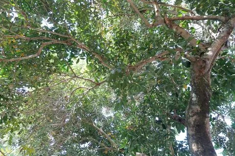 Shady rambutan tree without fruit Stock Photos