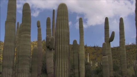 Shady Saguaros Stock Footage 74139205