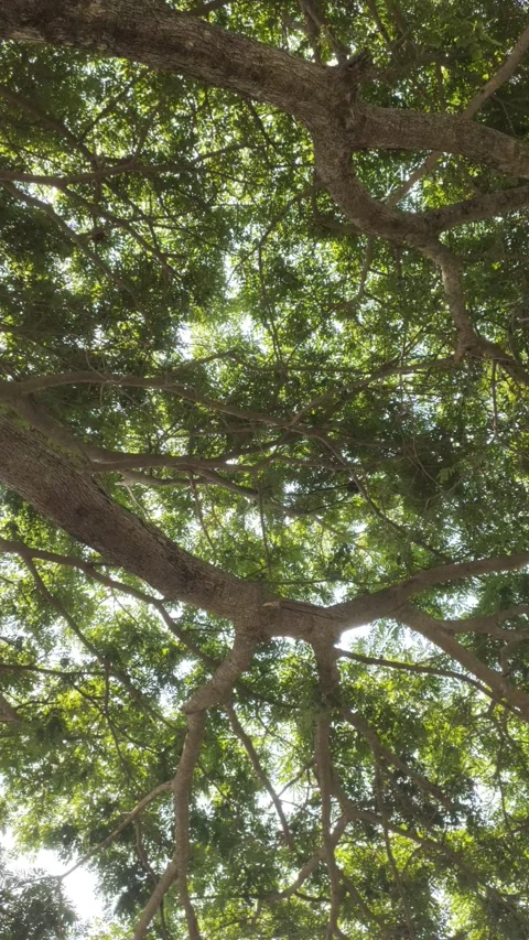 A Shady Samanea saman Stock Footage 288523837