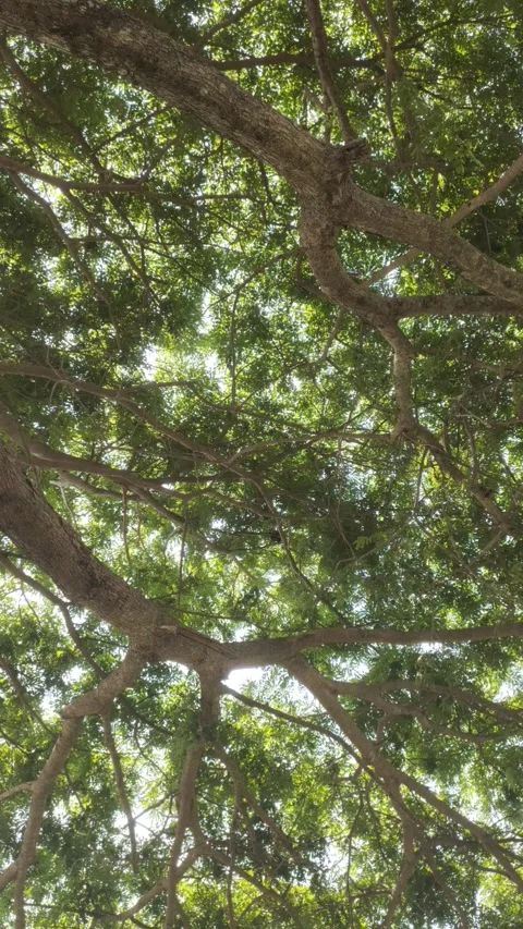 A Shady Samanea saman Stock Footage 288523840