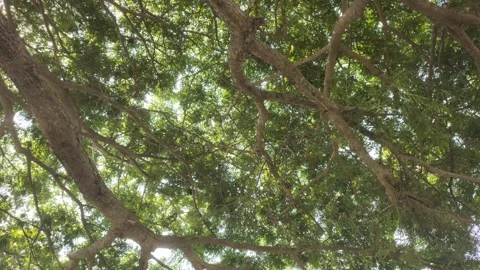 A Shady Samanea saman Stock-Footage 288523841