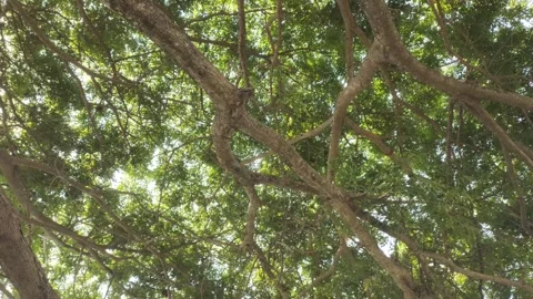 A Shady Samanea saman Stock Footage 288523844