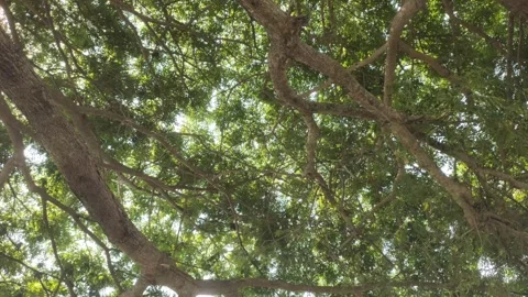 A Shady Samanea saman Stock Footage 288523852