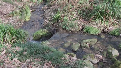 Shady spring forest stream with natural flowing water sound, close-up. Stock Footage 329466638