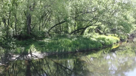 Shady stream under blowing trees Stock Footage 6715740