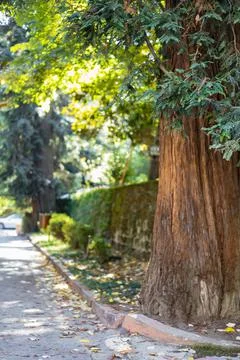 A shady street leading to the future. In the foreground is a century-old spru Stockfoto's