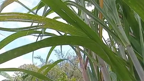 Shady sugar cane leaves under the wide blue sky. 库存影片 333946741