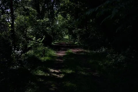 Shady trail in a forest 写真素材