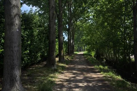 Shady trail in a park Photos