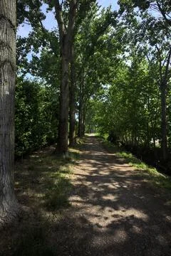 Shady trail in a park Photos