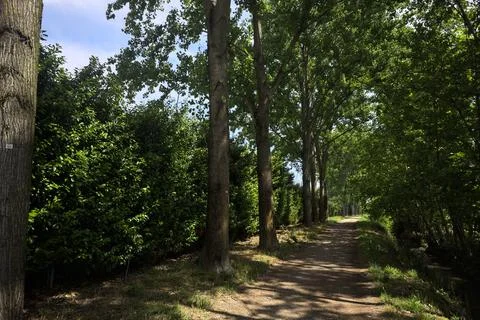 Shady trail in a park Fotos de archivo