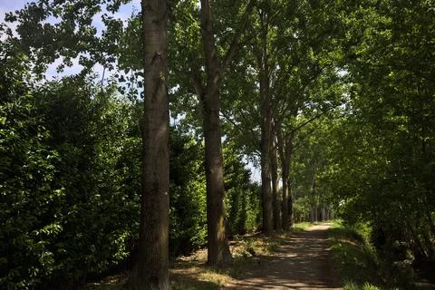 Shady trail in a park Fotos de archivo