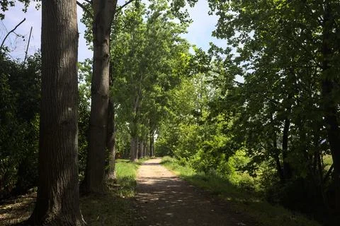 Shady trail in a park Fotos de archivo