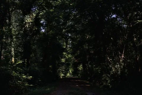 Shady trail in a park Stock Photos