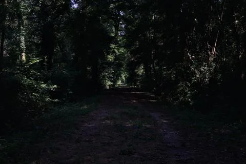 Shady trail in a park Stock Photos