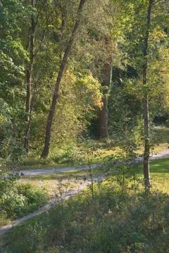 Shady trail through the forest Stock Photos