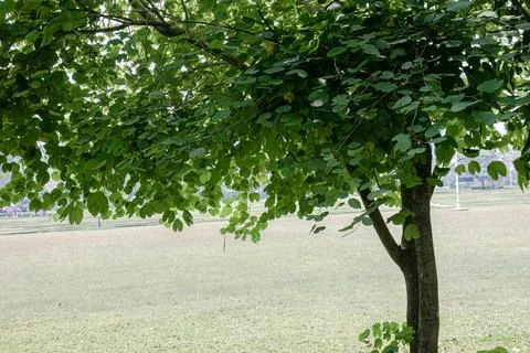 Shady tree canopy in open park with natural copy space Stock Photos