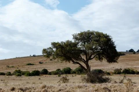 The shady tree on a cloudy day Stock Photos