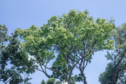 Shady Tree Crown with Blue Sky as a Natural Backdrop Stock Photos