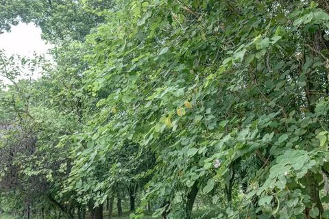 Shady tree featuring round leaves and hanging seed pods.. Stock Photos
