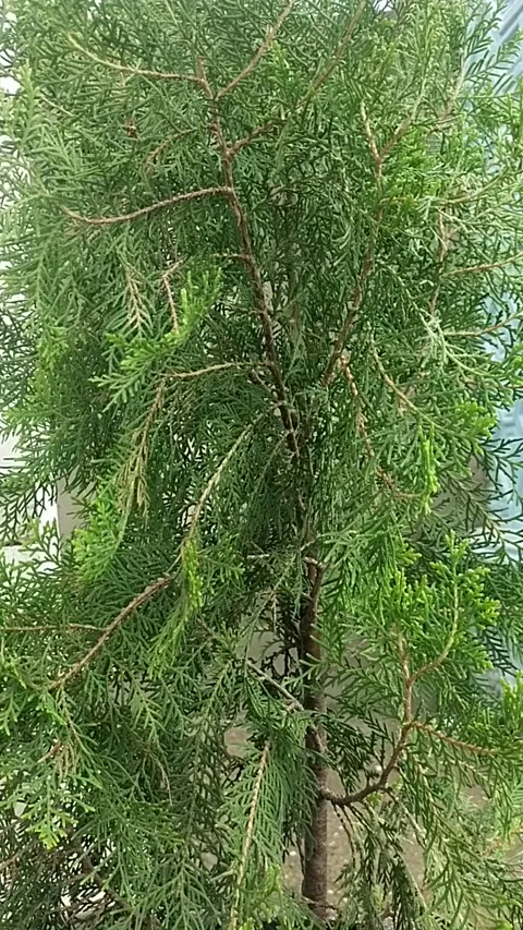 Shady tree Stock Footage 219974975