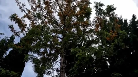 Shady tree Video stock 242781278