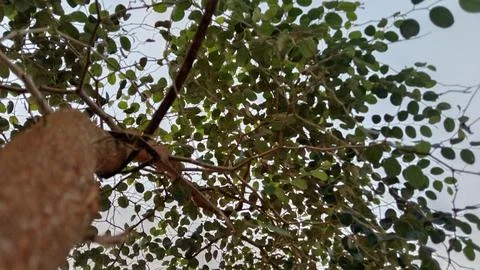 Shady tree leaves Stock Photos