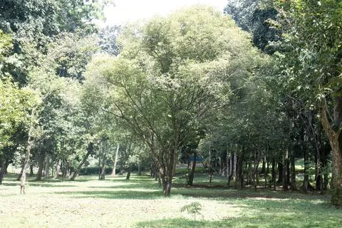 Shady Tree in Open Park with Bright Grass Stock Photos