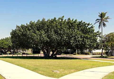 A shady tree in a park Stock Photos