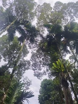 Shady tree Foto stock