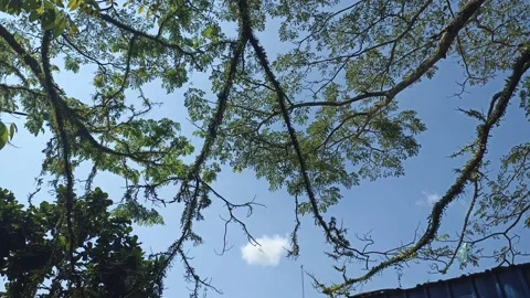 Shady tree with small branches Видео 197042586
