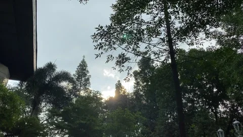 Shady trees in the afternoon Stock Footage 273122034