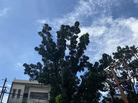 Shady trees and clouds Stock Photos