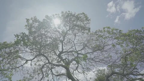 Shady trees behind the sun and blue sky Stock Footage 213931026