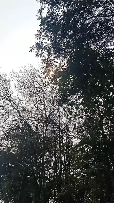 Shady trees blown by the morning wind Stock Footage 293035902
