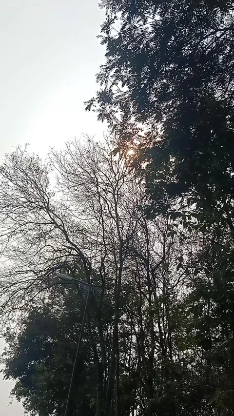Shady trees blown by the morning wind Stock Footage 293035904