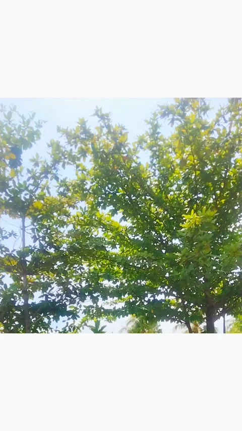 Shady trees Video stock 289592904