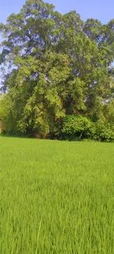 Shady trees Stock Photos