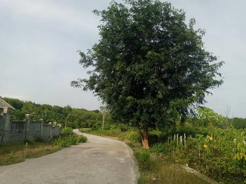 Shady Trees Stock Photos