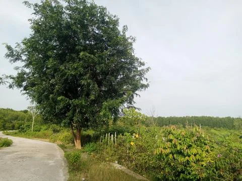 Shady Trees Stock Photos