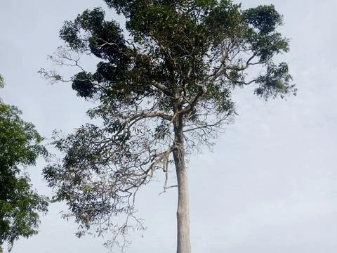 Shady Trees Stock Photos