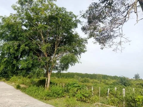 Shady Trees Stock Photos