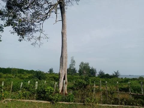 Shady Trees Stock Photos